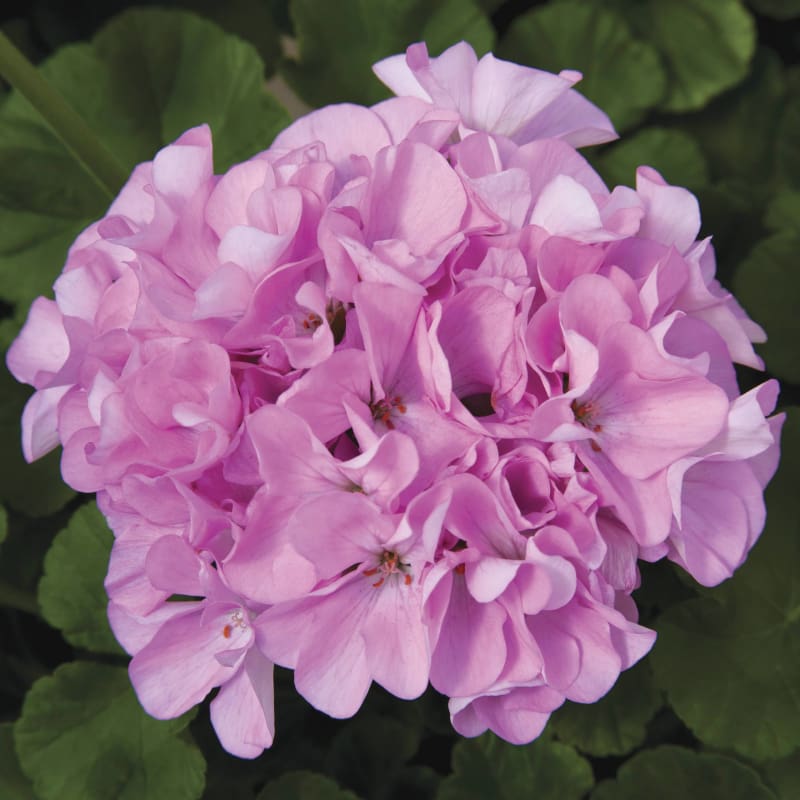 Geranium Maverick Quick Silver