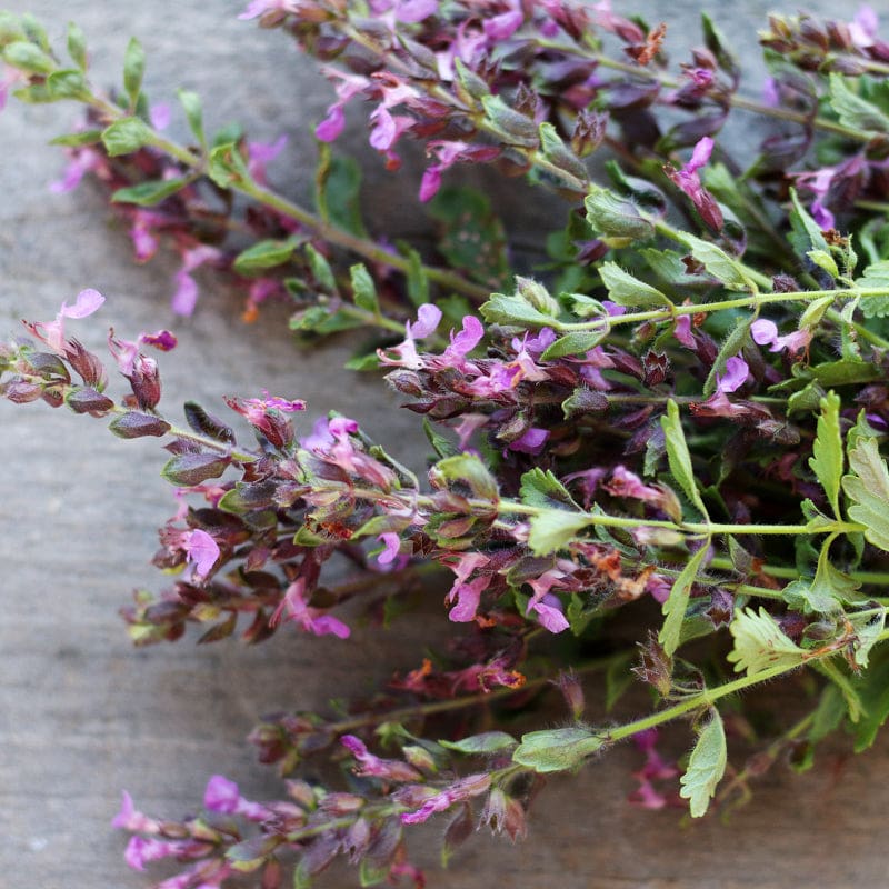 Germander – Pinetree Garden Seeds