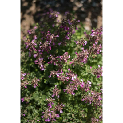 Germander - Herbs