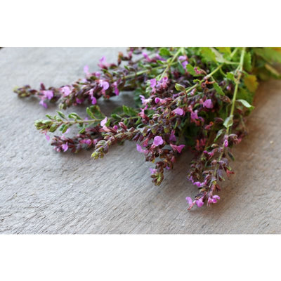 Germander - Herbs