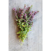 Germander - Herbs