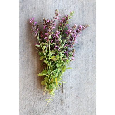 Germander - Herbs