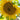 Giant Gray Stripe Sunflower - Flowers