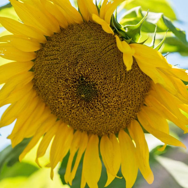 sunflower garden seeds for sale Giant Gray Stripe Sunflower – Pinetree Garden Seeds