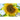 Sunflower - Giant Gray Stripe - Flowers
