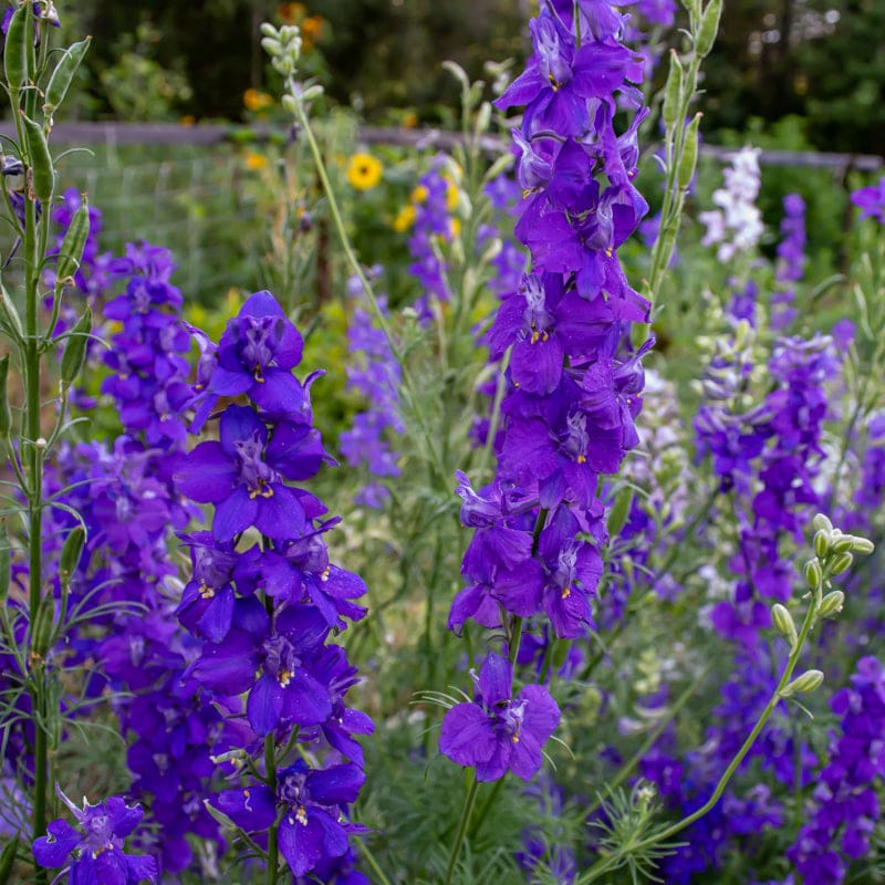 larkspur flower seeds Larkspur Giant Imperial Mix