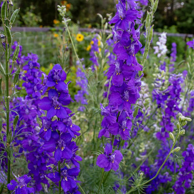 Giant Imperial Mix Larkspur - Flowers