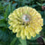 Giant Lime Zinnia