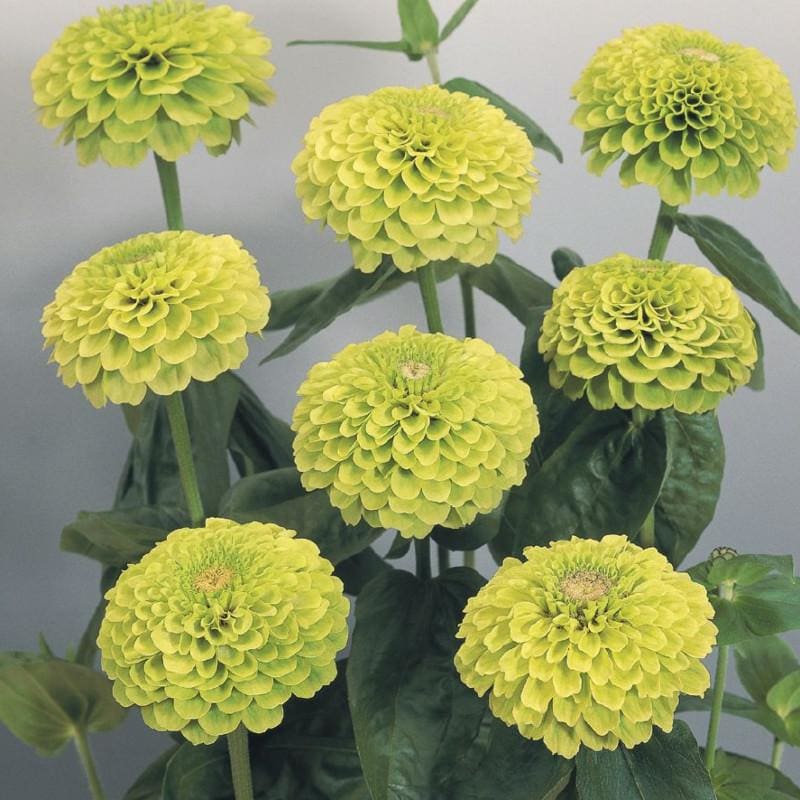 Giant Lime Zinnia