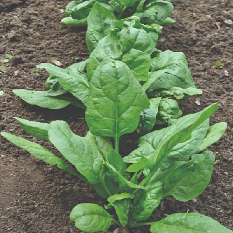 Giant Noble Spinach (Heirloom 46 Days)