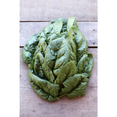 Giant Noble Spinach (Heirloom 46 Days) - Vegetables