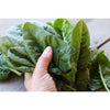 Giant Noble Spinach (Heirloom 46 Days) - Vegetables