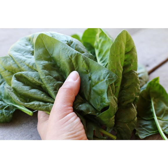 Giant Noble Spinach (Heirloom 46 Days) Garden Seeds