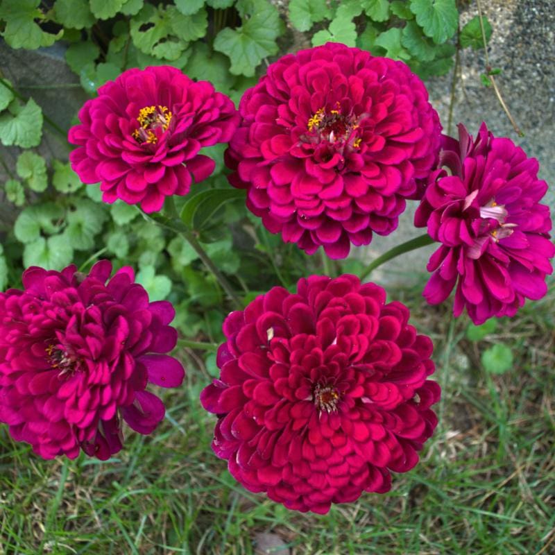 Giant Wine Zinnia