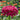 Giant Wine Zinnia - Flowers