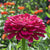Giant Wine Zinnia