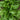 Gigante Di Inverno Spinach (Heirloom 55 Days) - 75 Seeds - Vegetables