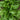 Gigante Di Inverno Spinach (Heirloom 55 Days) - 75 Seeds - Vegetables