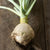 Gilfeather Rutabaga (Organic Heirloom 85 Days) - Vegetables