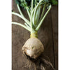 Gilfeather Rutabaga (Organic Heirloom 85 Days) - Vegetables