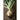 Gilfeather Rutabaga (Organic Heirloom 85 Days) - Vegetables