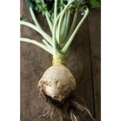 Gilfeather Rutabaga (Organic Heirloom 85 Days) - Vegetables