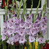 Gladiolus ’Blue Tropic’ - Spring
