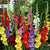 Gladiolus 'Commercial Mixture'