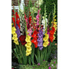 Gladiolus Commercial Mixture - Spring
