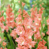 Gladiolus ’Frizzled Coral Lace’ - Spring