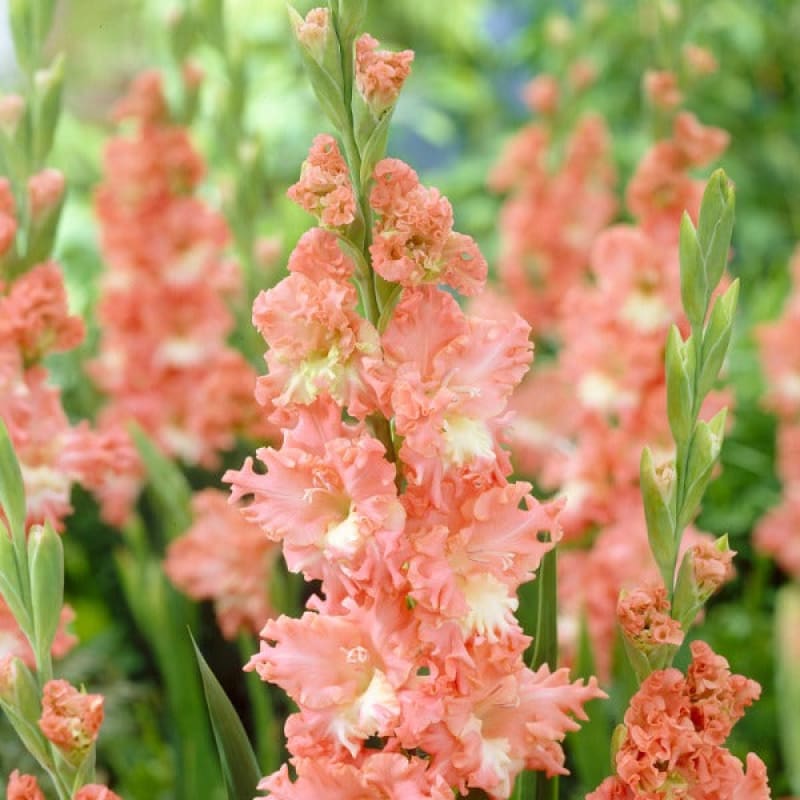 Gladiolus 'Frizzled Coral Lace'