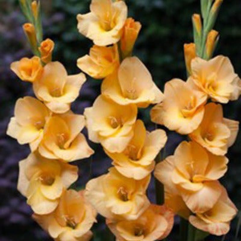 Gladiolus ’Honey Peach’ - Spring