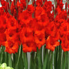 Gladiolus ’Manhattan’ - Spring