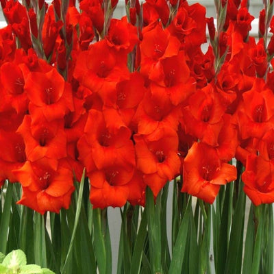 Gladiolus ’Manhattan’ - Spring