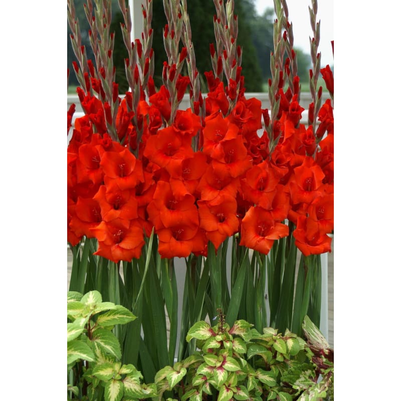 Gladiolus ’Manhattan’ - Spring
