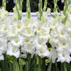 Gladiolus ’Snowfall’ - Spring