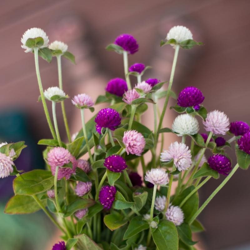 globe flower seeds Globe Amaranth