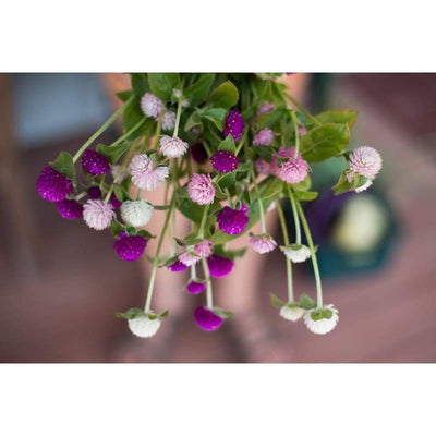 Gomphrena - Globe Amaranth - Flowers
