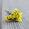 Gold Coast Statice - Flowers