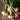 Gold Coin Onion (80 DAYS) - Vegetables
