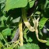 Gold Marie Pole Bean (Organic 75 Days) - Vegetables