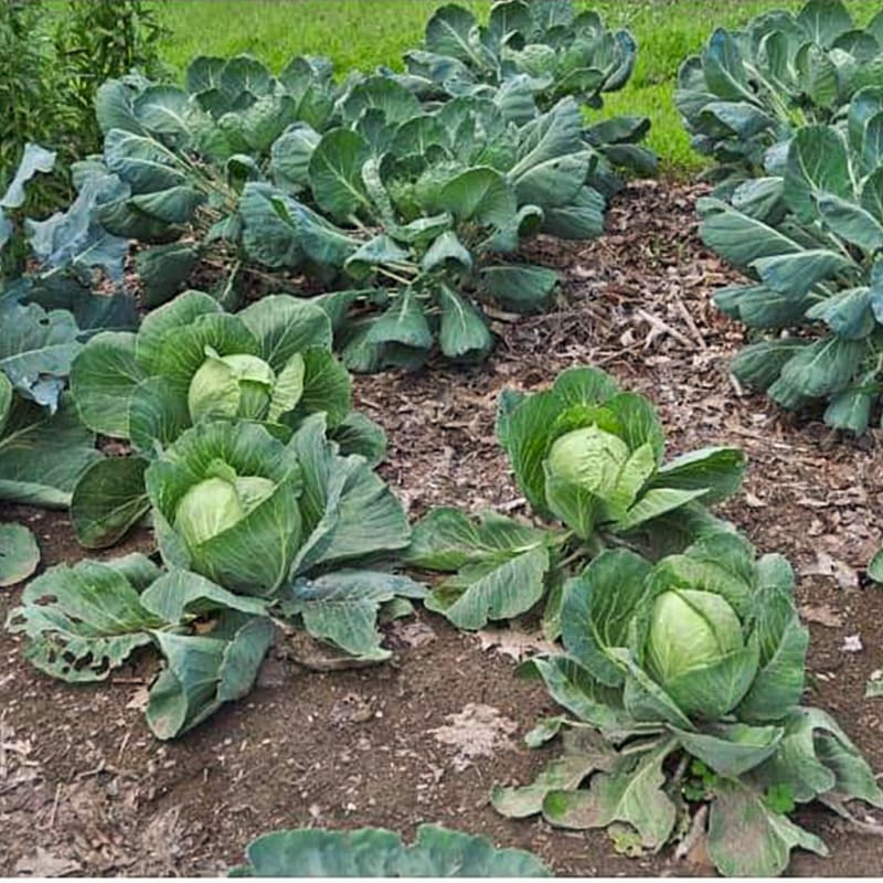 Golden Acre Cabbage (55 Days)