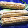 Golden Bantam Corn (Heirloom 78 Days) - Vegetables