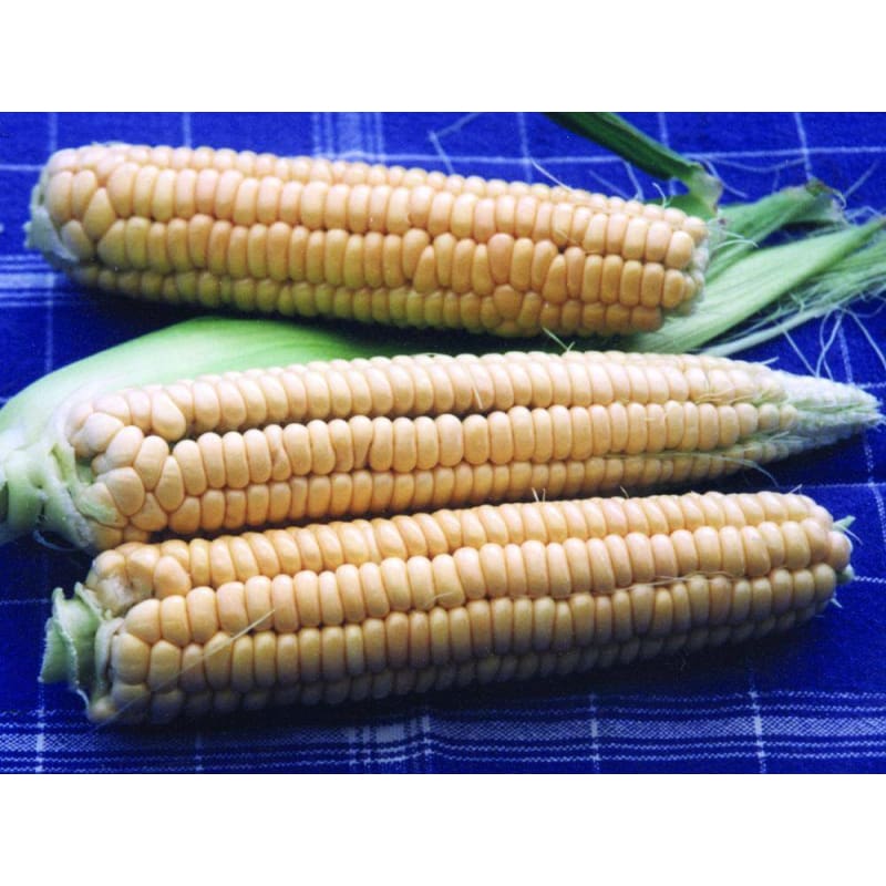 Golden Bantam Corn (Heirloom 78 Days)