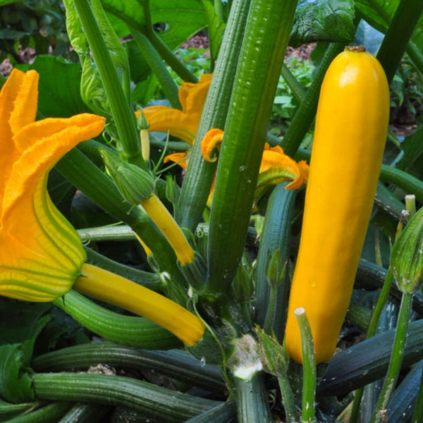 Golden Glory Zucchini (F1 Hybrid 50 Days) – Pinetree Garden Seeds