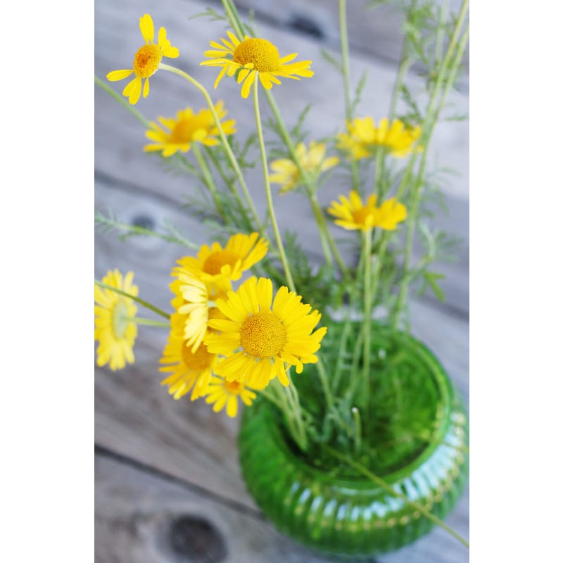 marguerite flower seeds Golden Marguerite