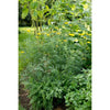 Golden Marguerite - Herbs