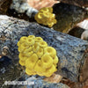 Golden Oyster Mushroom Outdoor Log Growing Kit - Mushrooms