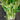 Golden Pascal Celery (Heirloom 101 Days) - Vegetables