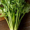 Golden Self Blanching Celery (Heirloom 105 Days) - Vegetables